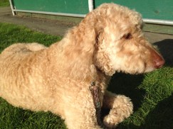 The Spazadoodle resting, waiting to pounce.