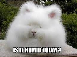 When it's not a dry heat.